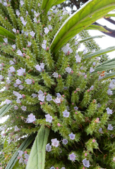 Echium pininana