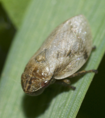 Lepyronia coleoptrata