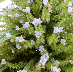 Echium pininana