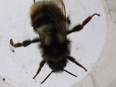 Bombus vancouverensis vancouverensis