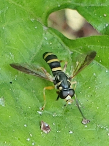 Three-lined Falsehorn photo 3