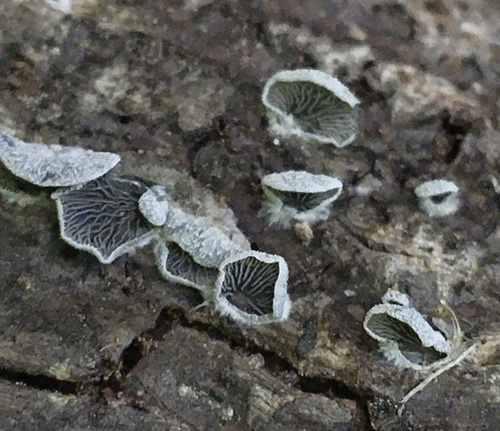 Resupinatus (Photo 2 of 4)