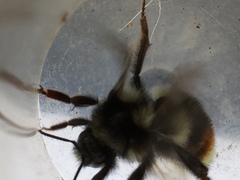 Bombus vancouverensis vancouverensis