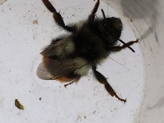 Bombus vancouverensis vancouverensis