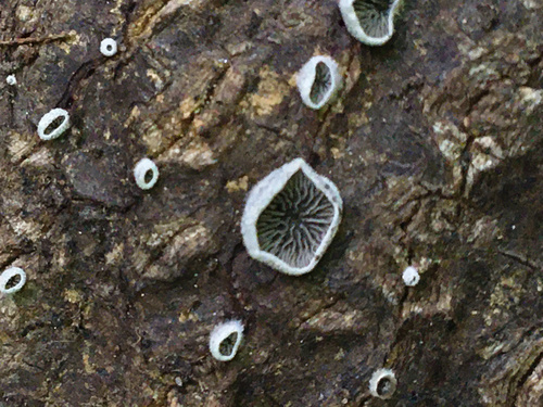 Resupinatus (Photo 3 of 4)