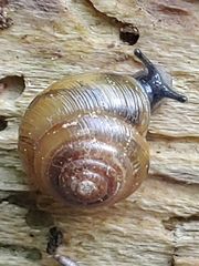 Gastrodontidae