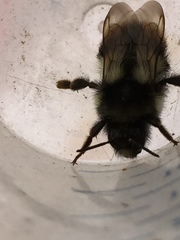 Bombus vancouverensis vancouverensis
