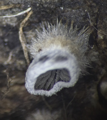 Resupinatus (Photo 4 of 4)