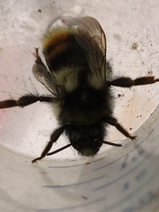 Bombus vancouverensis vancouverensis