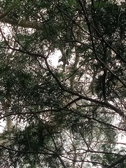 Podargus strigoides