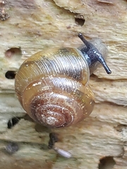 Gastrodontidae