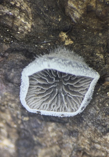 Resupinatus