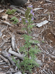 Phacelia franklinii