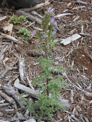 Phacelia franklinii