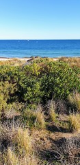 Acacia longifolia sophorae