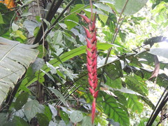 Heliconia rostrata