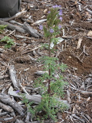 Phacelia franklinii