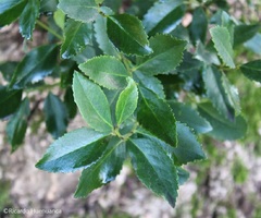 Laurelia sempervirens