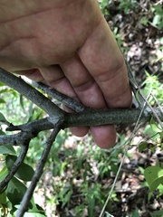 Rhamnus lanceolata