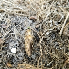 Chalcophora georgiana