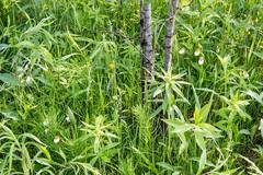 Cypripedium candidum