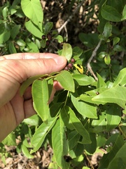 Rhamnus lanceolata