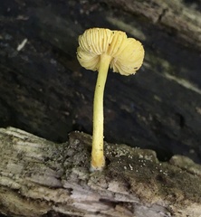 Pluteus vellingae