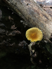 Pluteus vellingae