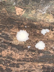 Fuligo septica candida