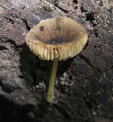 Pluteus vellingae