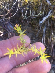 Sedum radiatum