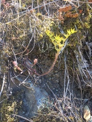 Sedum radiatum