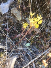 Sedum radiatum