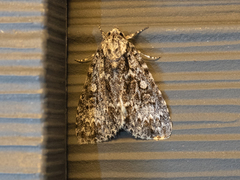 Acronicta fragilis