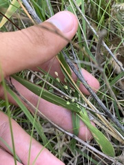 Dichanthelium xanthophysum