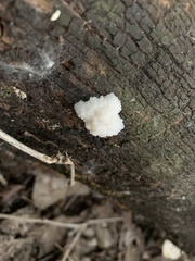 Fuligo septica candida