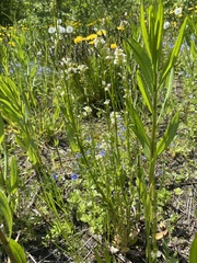 Arabis sagittata borealis