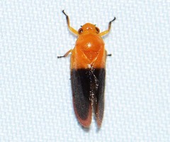Eoscarta aurora