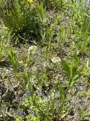 Arabis sagittata borealis