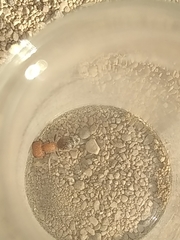 Myrmilloides grandiceps