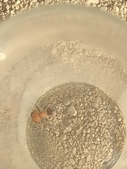 Myrmilloides grandiceps