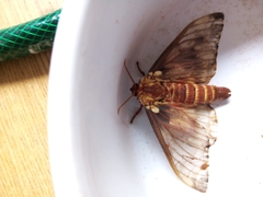 Citheronia beledonon