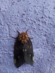 Citheronia beledonon