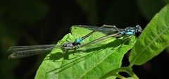 Zoniagrion exclamationis