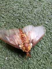 Citheronia beledonon