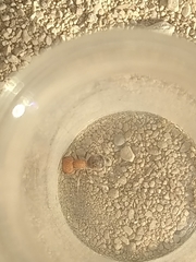 Myrmilloides grandiceps