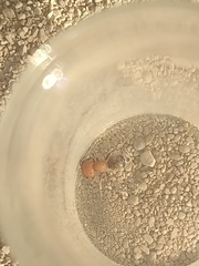 Myrmilloides grandiceps