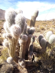 Oreocereus celsianus