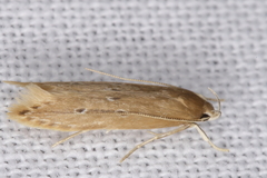 Limnaecia phragmitella