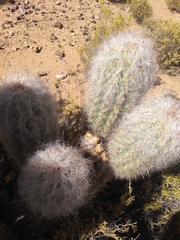 Oreocereus celsianus